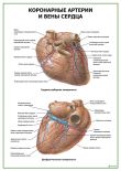 Коронарные артерии и вены сердца