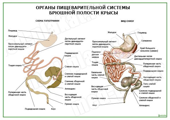 Пол ребенка УЗИ 12 недель вид снизу — 20 ответов | форум Babyblog