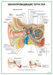 Звукопроводящие пути уха