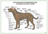 Центральная и периферическая нервная система собаки