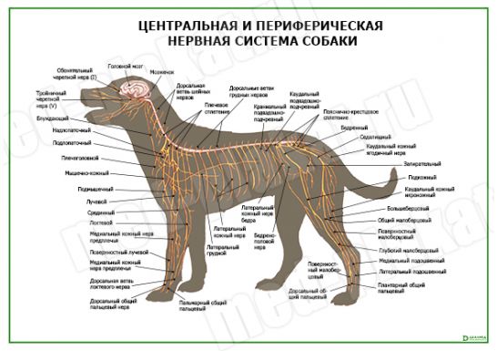 Нервная система собаки схема