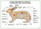 Органы эндокринного аппарата и лимфатические узлы кролика