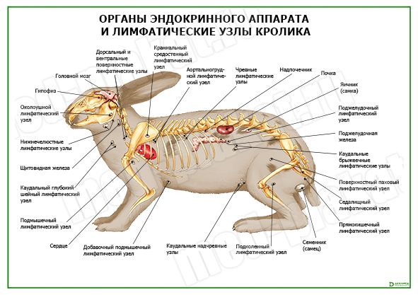 запор у кролика лечение | Дзен