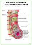 Внутренние автономные сплетения кишечника. Схема