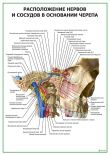 Расположение нервов и сосудов в основании черепа