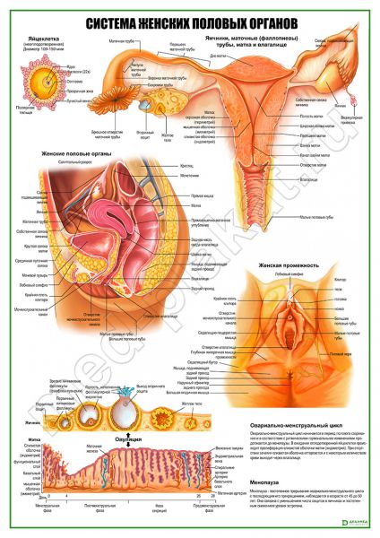 Смотреть фото женских половых органов