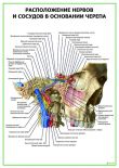 Расположение нервов и сосудов в основании черепа