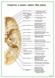 Отверстие и каналы черепа: вид сверху