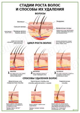 Схема роста волос на руках