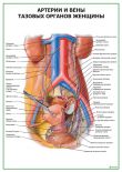 Артерии и вены тазовых органов женщины