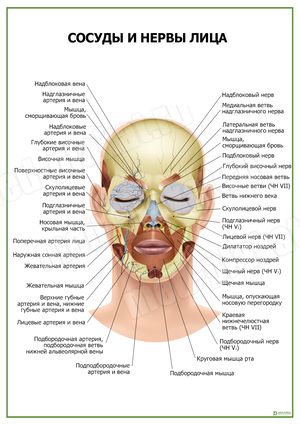 Карта нервов на лице