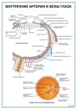 Внутренние артерии и вены глаза