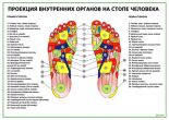 Проекция внутренних органов на стопе человека, акупунктурные точки на ногах плакат горизонтальный