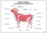 Кожные мышцы и основные фасции козла
