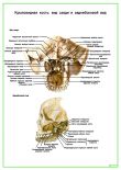 Крыловидная кость: вид сзади и заднебоковой вид
