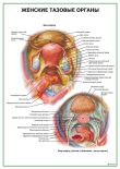 Женские тазовые органы