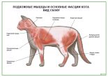 Подкожные мышцы и основные фасции кота