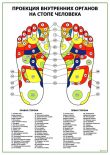 Проекция внутренних органов на стопе человека, акупунктурные точки на ногах