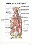 Мышцы спины, средний слой