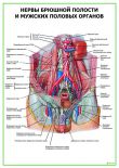Нервы брюшной полости и мужских половых органов