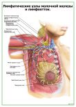 Лимфатическая система молочной железы
