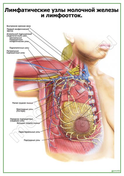 Схема лимфооттока от молочной железы топографическая анатомия