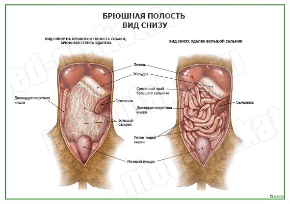 Брюшная полость и пищеварительная система: иллюстрации