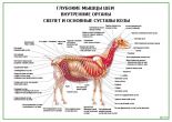 Глубокие мышцы шеи внутренние органы скелет и основные суставы козы