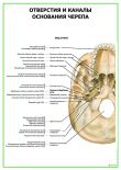 Отверстия и каналы основания черепа