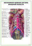 Автономная нервная система брюшной полости