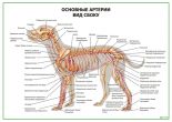 Основные артерии собаки. Вид сбоку