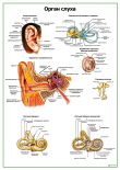 Орган слуха