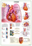 Сердце и функции