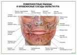 Поверхностные мышцы и кровеносные сосуды области рта