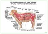 Глубокие мышцы шеи и внутренние органы внутренние органы барана