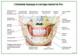 Глубокие мышцы и сосуды области рта
