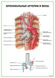 Бронхиальные артерии и вены