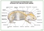 Центральная и периферическая нервная система морской свинки