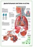 Дыхательная система и астма