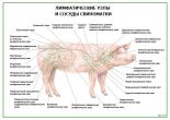 Лимфатические узлы свиноматки