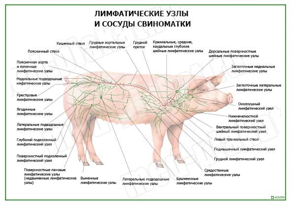 Рак лимфатических узлов