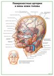 Поверхностные артерии и вены кожи головы