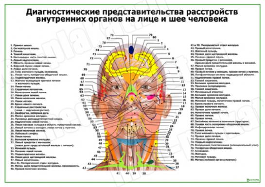 Акупунктурные точки на лице и шее человека (горизонтальный)