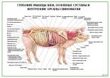 Глубокие мышцы шеи, основные суставы и внутренние органы свиноматки