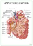 Артерии тонкого кишечника