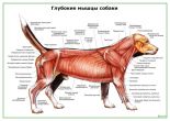 Глубокие слои мышц собаки