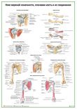 Пояс верхней конечности, плечевая кость и их соединения