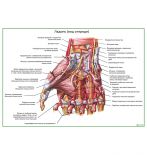 Мышцы и артерии кисти