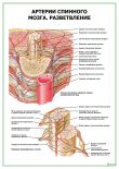 Артерии спинного мозга. Разветвление