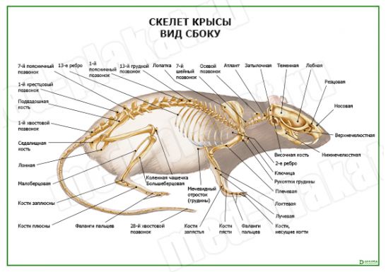 Скелет грызунов схема